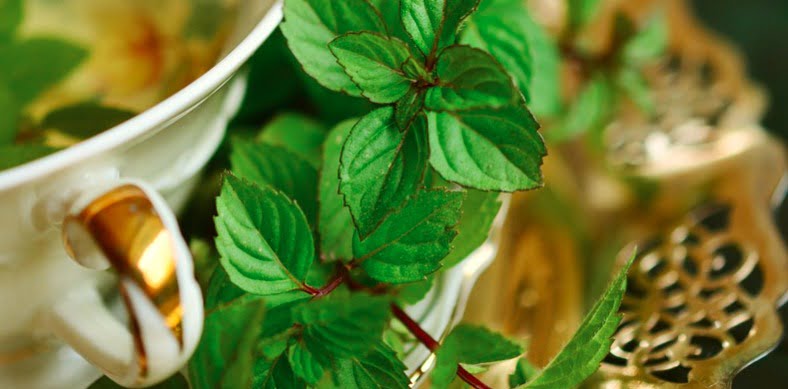 pudina