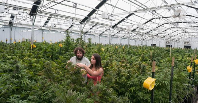 Pakistan sees a future in cannabis cultivation