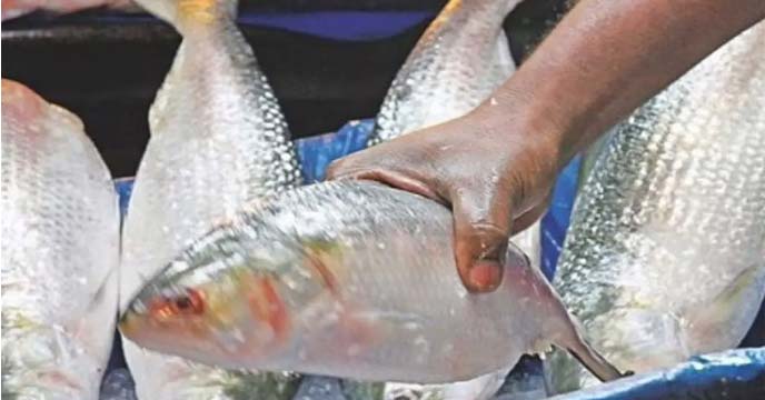 Hilsa gift of Sheikh Hasina to West Bengal