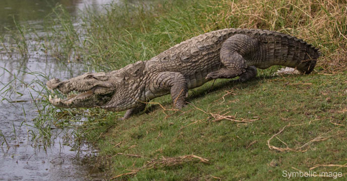 crocodile