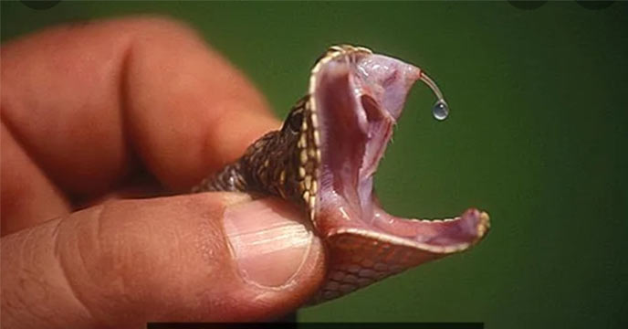 Snake poision Dhaka