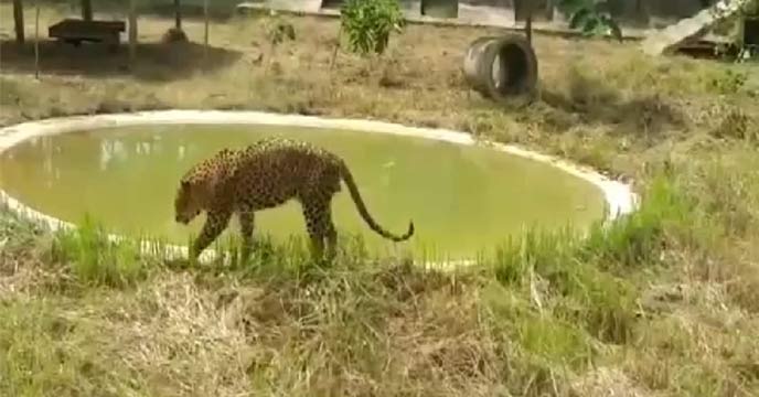 jhargram zoo Chita