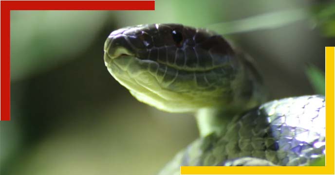 There are no snakes in Ireland