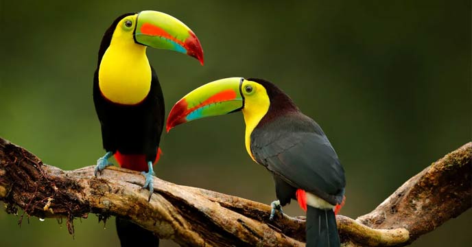 best-bird-watching-destinations
