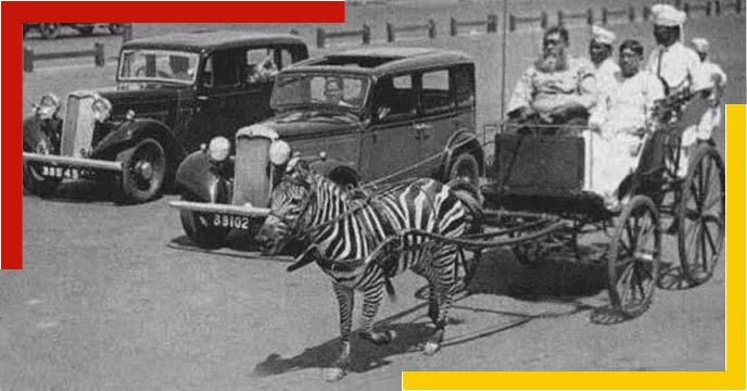 zebra car