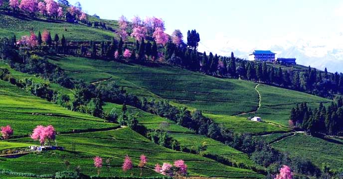 temi-tea-gardeen