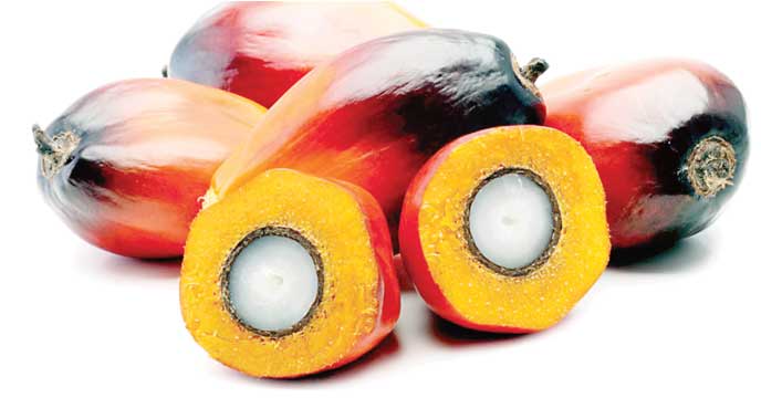 Amazing Benefits of Palm Kernel