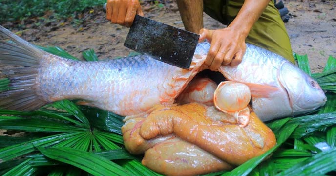 Fish eggs have a lot of nutrients, did you know?