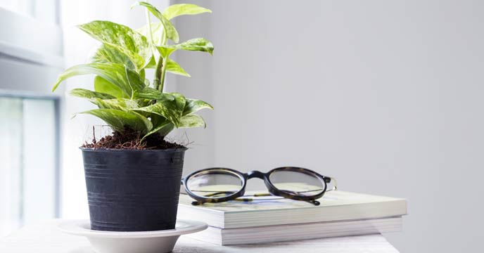 Money plant Vastu
