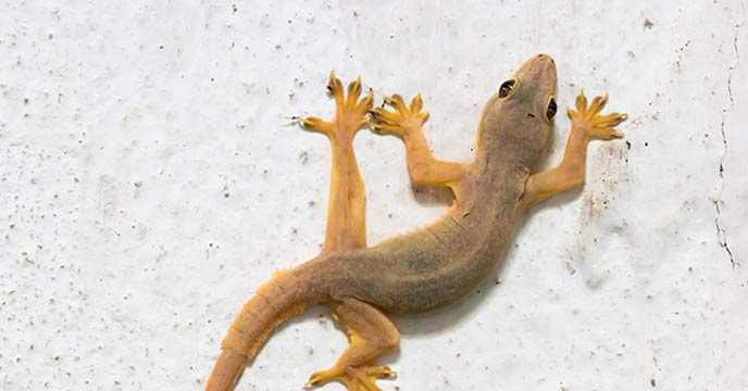 home remedy for lizard nuisance
