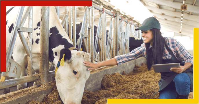 animal husbandry job india
