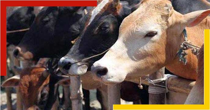 cow smuggling