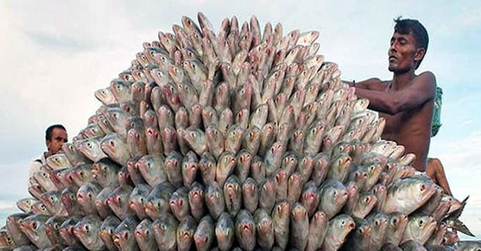 hilsa