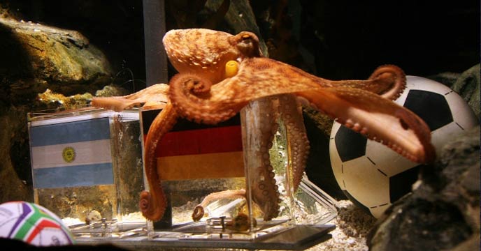 Octopus Paul