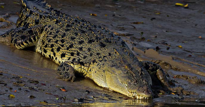 crocodiles