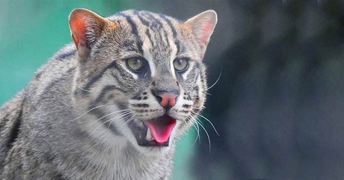 tiger in Howrah