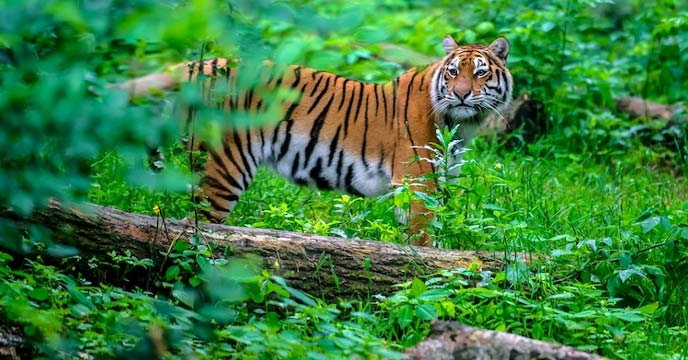 Tiger In Jhargram: The tigress may enter the forests of Jhargram from the Jharkhand border, Forest Department on alert