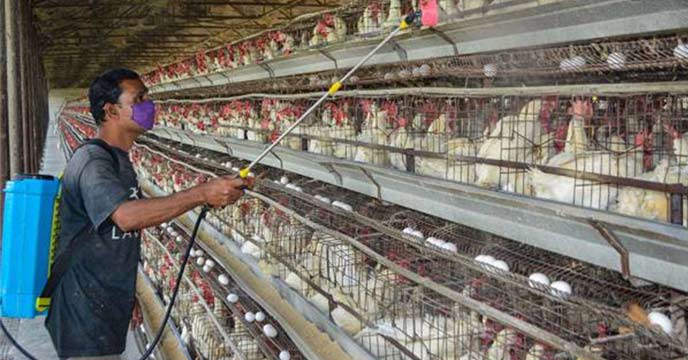 bird flu