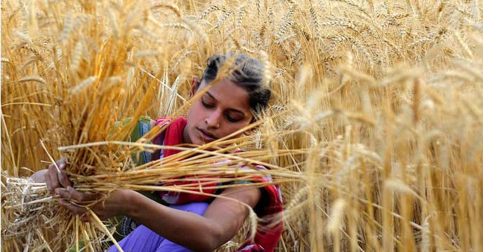 wheat price-in-india-hike