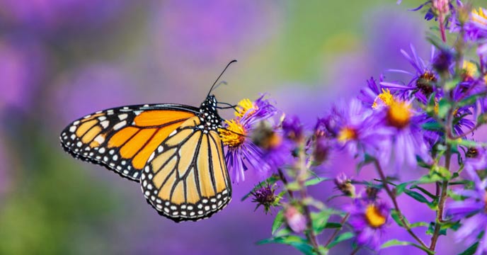 Butterflies