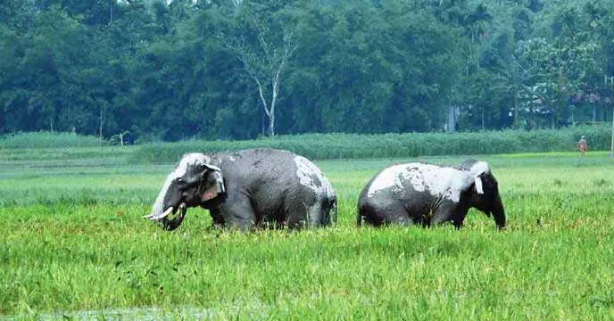 Elephant Attacks