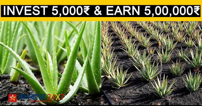 New business idea aloe vera farming