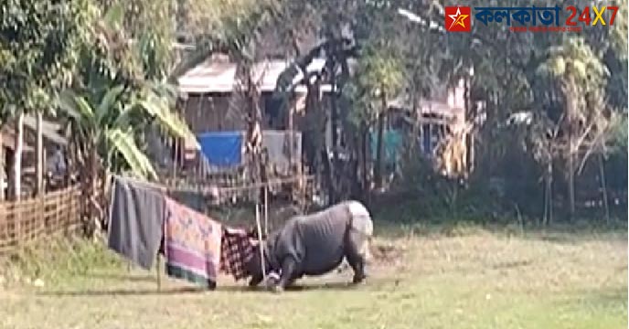 Rhino attack
