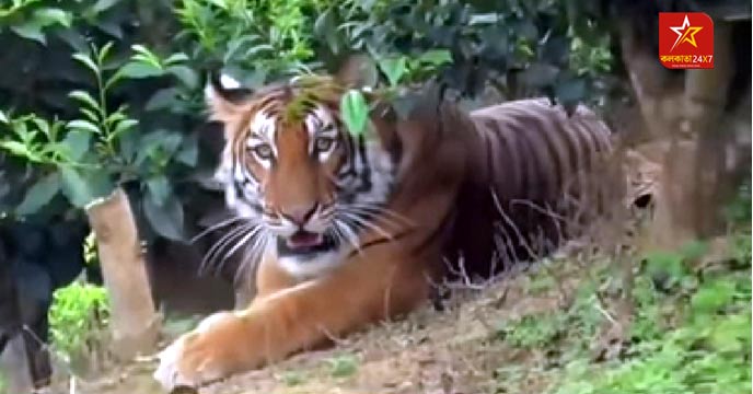 Assam-tiger2