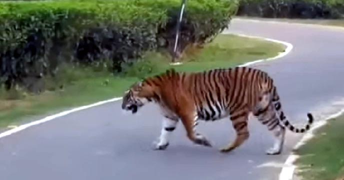 Assam-tiger2