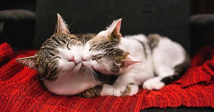 Two cats sitting together and nuzzling each other affectionately