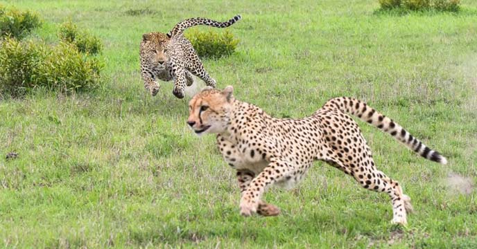 Cheetah Udai lying on the ground in Kuno National Park