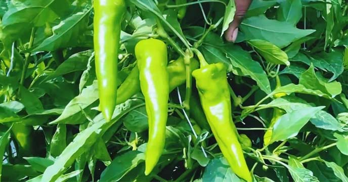 Punjab Farmers' Success Story: Diversifying Crops - Image