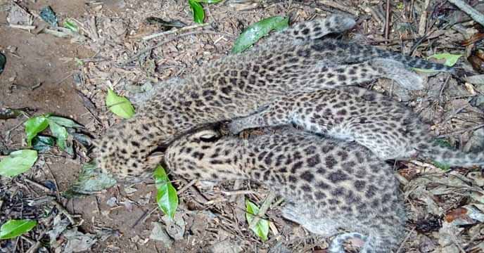 Leopard cub taking a nap under the shade of a tea plantation in Jalpaiguri