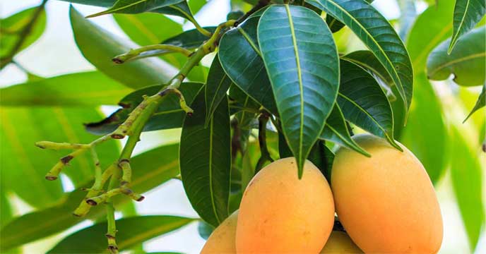 mango leaves