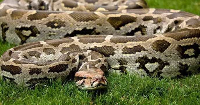 Jalpaiguri-Python