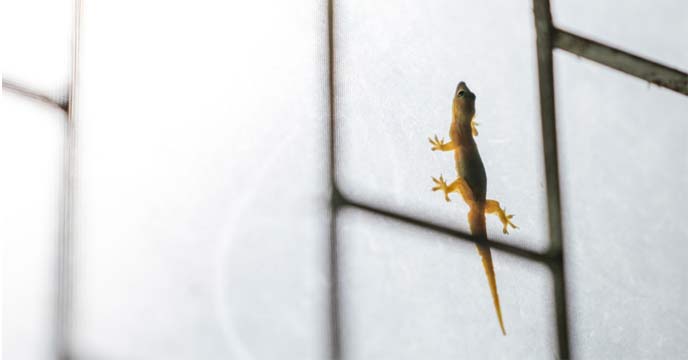 Keep Your Home Lizard-Free