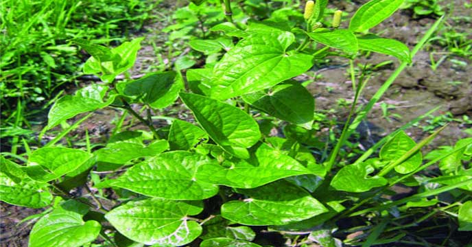 Relieve Shortness of Breath Naturally with the Peepul Tree