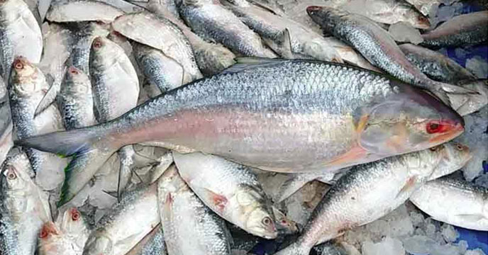 Hilsa