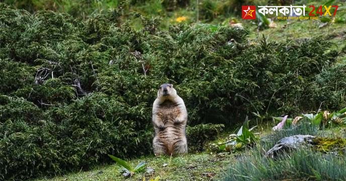 Himalayan Marmot
