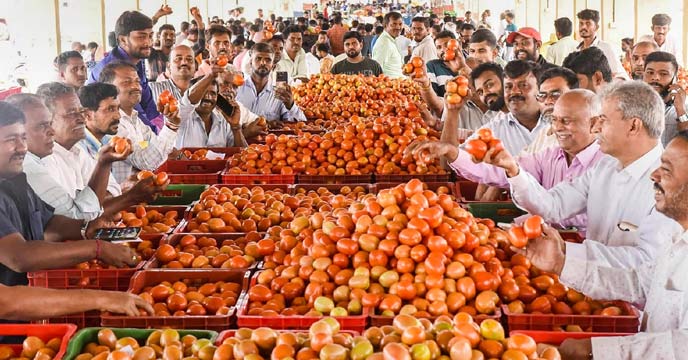 tomato prices