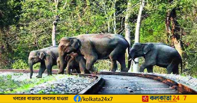 আলিপুরদুয়ারের (Alipurduar) দলগাওঁ থেকে ডলোমাইট বোঝাই মালগাড়ি ডুয়ার্সের জঙ্গলপথের লাইন ধরে শিলিগুড়ির যাচ্ছিল। বুধবার গভীর রাতে ঘটে দুর্ঘটনা
