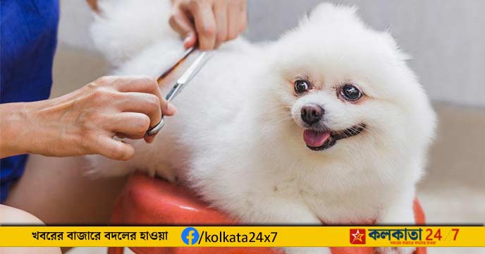 Groom your pet dog