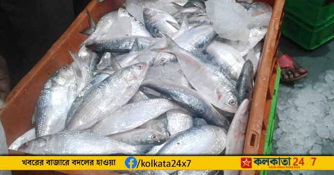 Hilsa Amid Open Looting in Kakdwip