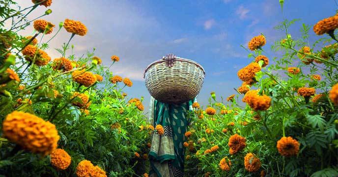 Winter Mood west bengal