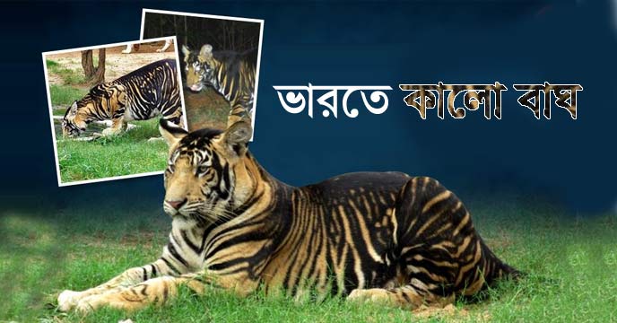 Black Tigers In India