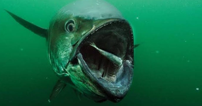 Bluefin Tuna