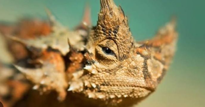 Devil Dragon