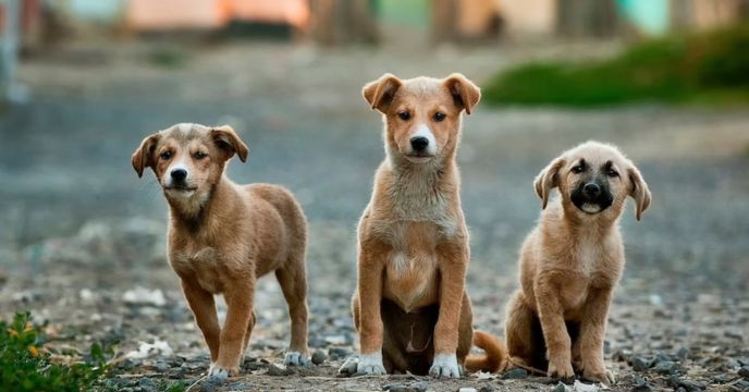 11 puppies killed in siliguri