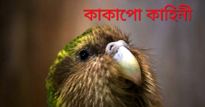 Kakapo, native bird of New Zealand