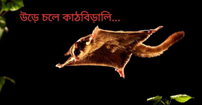 Namdapha flying squirrel